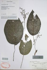 恆春火麻樹 恆春火麻樹