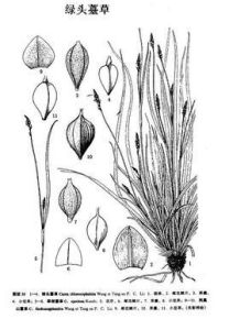 綠頭薹草 綠頭薹草