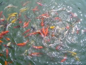 《金色的鯉魚》