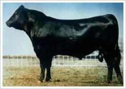 育肥肉牛犢 育肥肉牛犢