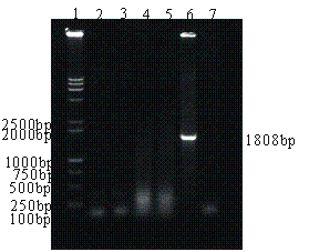 《PCR技術檢測病毒》