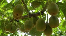 紫雲獼猴桃 紫雲獼猴桃