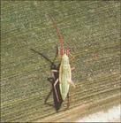 小赤須盲蝽 小赤須盲蝽