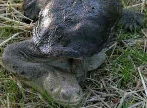 麥氏長頸龜 麥氏長頸龜