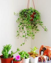 常青藤[常綠木質藤本植物]