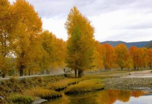雲南青楊 雲南青楊