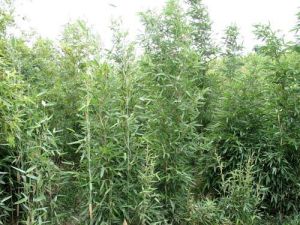 短穗竹（原變種）