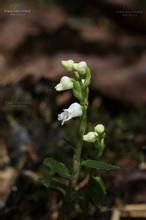 矮全唇蘭 矮全唇蘭