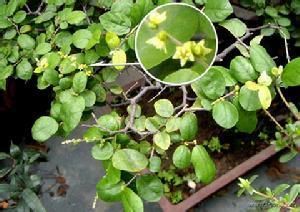 尾葉雀梅藤 尾葉雀梅藤