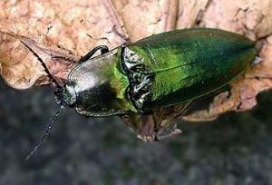 斧形蟲屬 斧形蟲屬