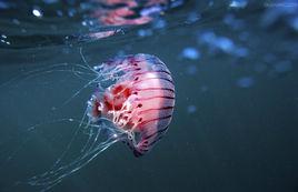 紫紋海刺水母 紫紋海刺水母