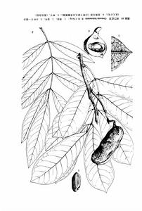 粗梗紫金牛 粗梗紫金牛