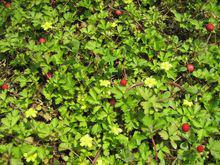 蛇莓[植物]