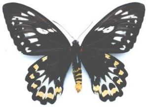 里氏滿綠鳥翼鳳蝶 里氏滿綠鳥翼鳳蝶