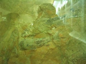 周口店魚化石產地 周口店魚化石產地