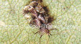 三色堇黃胸薊馬 三色堇黃胸薊馬