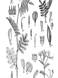 四川黃耆 四川黃耆