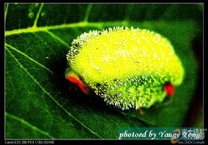 唐菖蒲東方毒蛾 唐菖蒲東方毒蛾