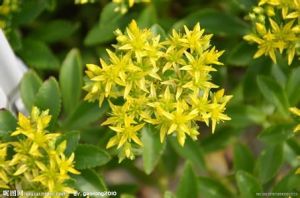 槭葉止血草 槭葉止血草