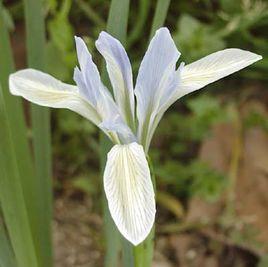白花馬藺 白花馬藺