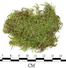 纖細青蘚 纖細青蘚