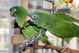 尖尾錐尾鸚鵡 尖尾錐尾鸚鵡