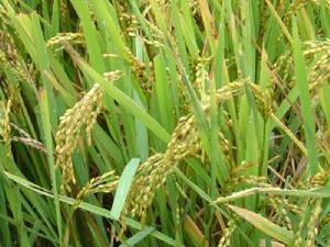 磨盤山自然村水稻