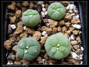 烏羽玉屬 烏羽玉屬