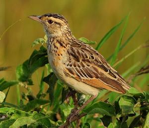 夏氏長爪鶺鴒 夏氏長爪鶺鴒