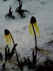 稻城垂頭菊 稻城垂頭菊