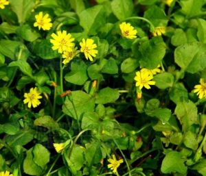 台灣稻槎菜 台灣稻槎菜