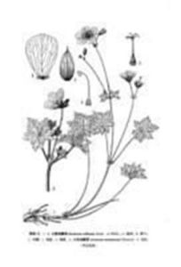 丘陵老鸛草 丘陵老鸛草