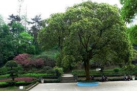 沙坪公園 沙坪公園