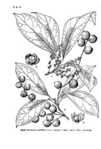 木奶果屬 木奶果屬