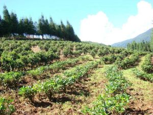 小壩卡村 小壩卡村