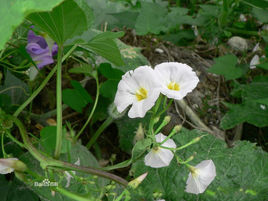 毛魚黃草 毛魚黃草