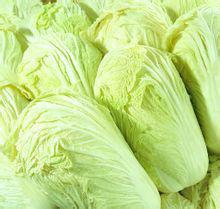 有機大白菜 有機大白菜