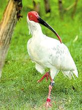 瀕危物種[珍貴稀有的野生動植物]