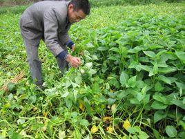 里半街村 里半街村