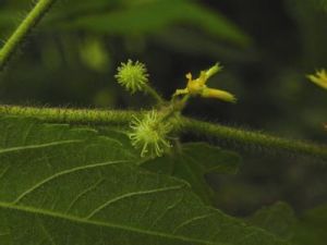 粗齒刺蒴麻 粗齒刺蒴麻