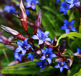 長梗秦艽 長梗秦艽