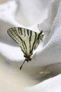 烏克蘭劍鳳蝶 烏克蘭劍鳳蝶