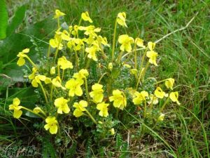 青海甘肅馬先蒿 青海甘肅馬先蒿