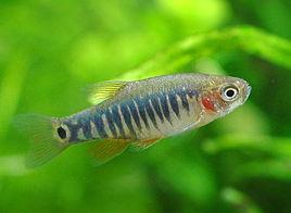 藍帶斑馬燈魚 藍帶斑馬燈魚