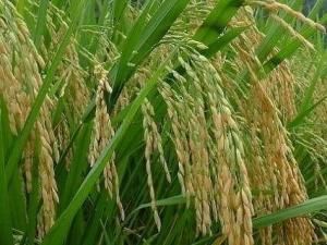 巨型稻