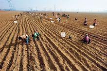 鐵棍山藥的種植