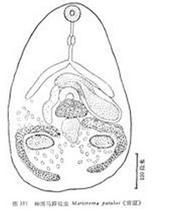 小馬蹄吸蟲 小馬蹄吸蟲