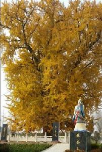 山東銀杏樹 山東銀杏樹