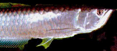 巨滑舌魚