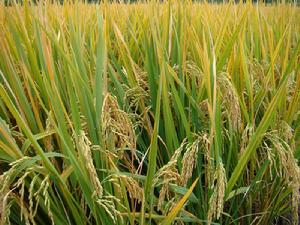 橋頭間自然村水稻種植業